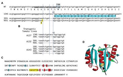 Artificially Edited Alleles of the Eukaryotic Translation Initiation Factor 4E1 Gene Differentially Reduce Susceptibility to Cucumber Mosaic Virus and Potato Virus Y in Tomato